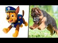 Paw patrol dogs in real life main characters