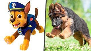 Paw Patrol Dogs in Real Life! Main Characters