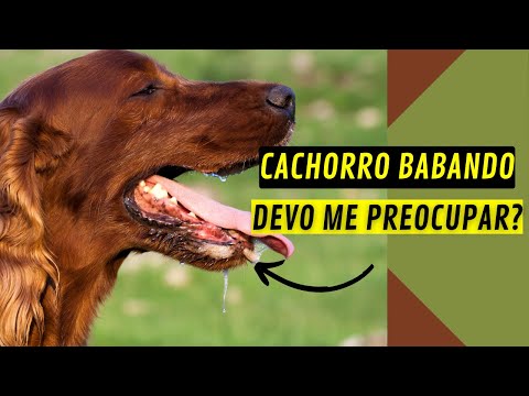 Vídeo: Devo me preocupar com meu cachorro babando?