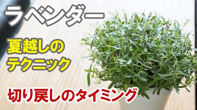ラベンダーの剪定 Youtube ラベンダーの剪定 Youtube