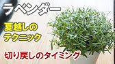 ラベンダーが木質化 これっていいの 悪いの Youtube