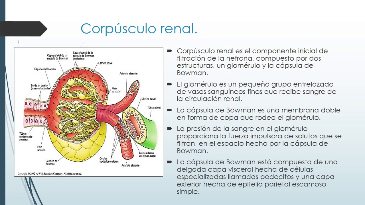 Modelo De Capsula Renal Os Rins