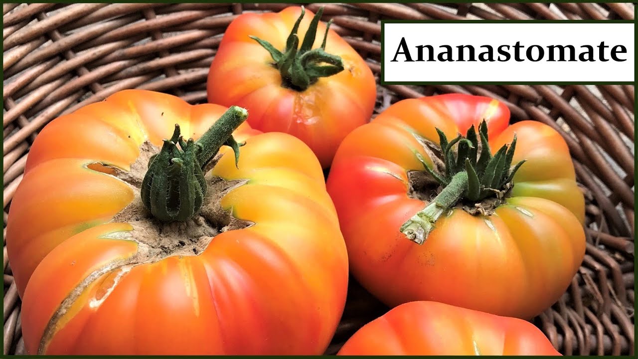 Ananastomate - Köstliche Fleischtomaten mit riesigen & wunderschönen Früchten. Liebhabersorte!