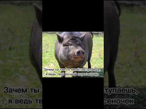 Зачем ты так со мной поступаешь я ведь твой ручной поросёночек