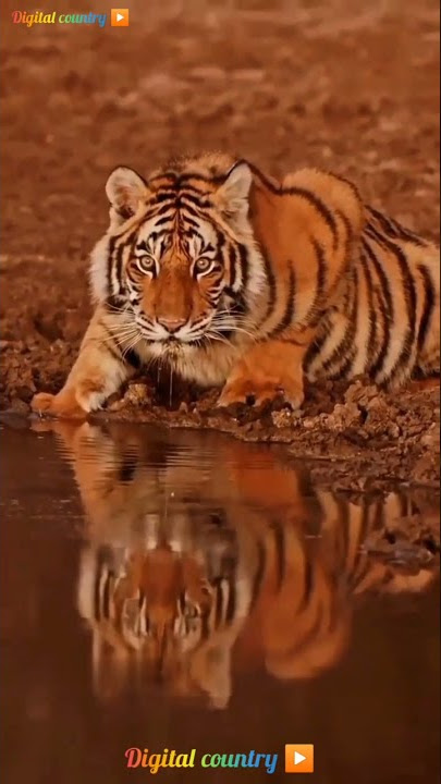 #shorts attitude status, mai kya hu sirf mai hi janta hu duniya to sirf andaja laga sakti h king
