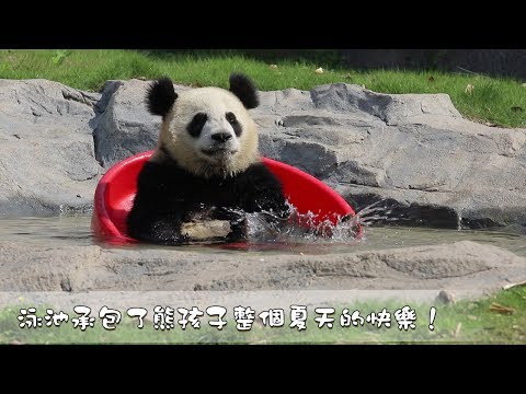 《熊貓早晚安》泳池承包了熊孩子整個夏天的快樂！| iPanda