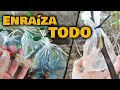 ENRAÍZA CUALQUIER PLANTA RÁPIDO | Ramas de ÁRBOLES Frutales, Cítricos y Enraizar Esquejes