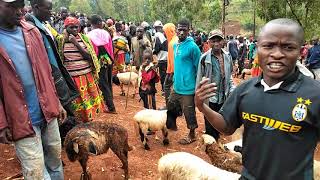 Centra vendejo de bestoj