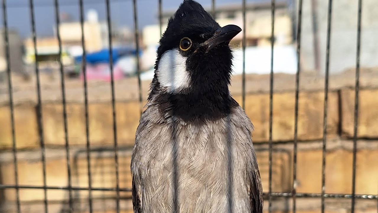 تغريد بلبل فحل اليف لتحفيز لبلابل على تغريد 🔥