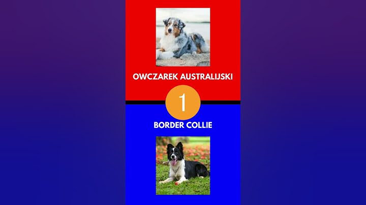 Co wolisz? KTÓRĄ RASE PSA WYBIERASZ AIREDALE TERRIER CZY AMERICAN ESKIMO? #ekipa #dog #ciekawostki