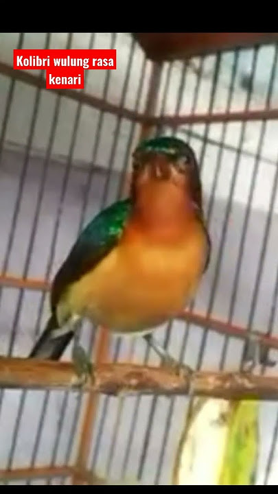 Burung Kolibri Wulung salah pergaulan sama Burung Kenari