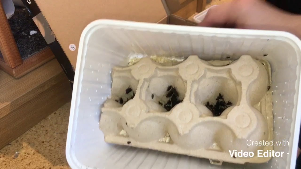 Schaben-und-co Futtertiere unboxing