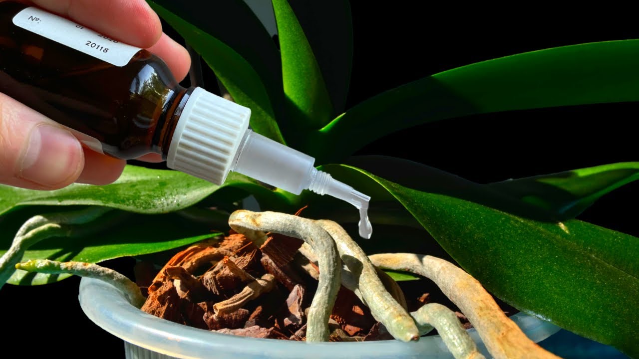 How to water Vanda orchids  - tips for a healthy orchid
