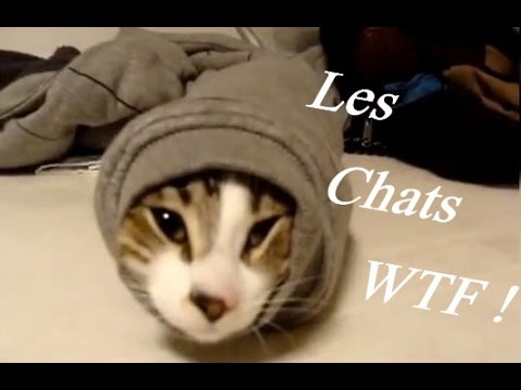 Les chats WTF ! [WTF cats !] - YouTube