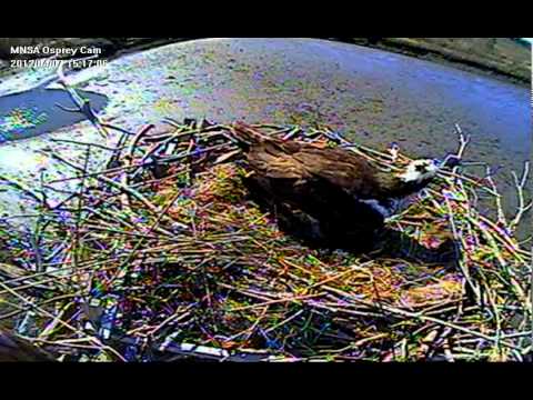 oceanside ca MNSA Osprey-Cam: 1st Osprey Egg 4/7/12