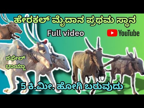 المركز الأول في هيراكلي ميدان رافائيل بهايجا ٢١ ١١ ٢٠٢٥ 