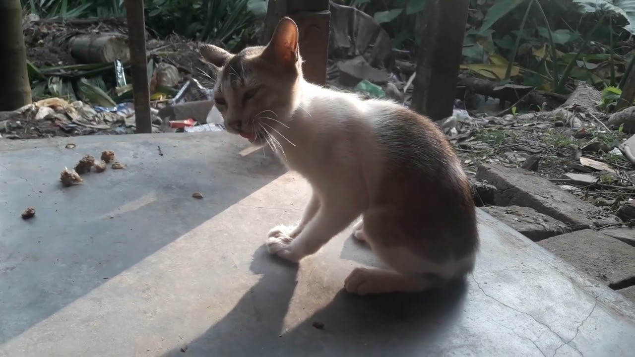 meat bone stuck prt1