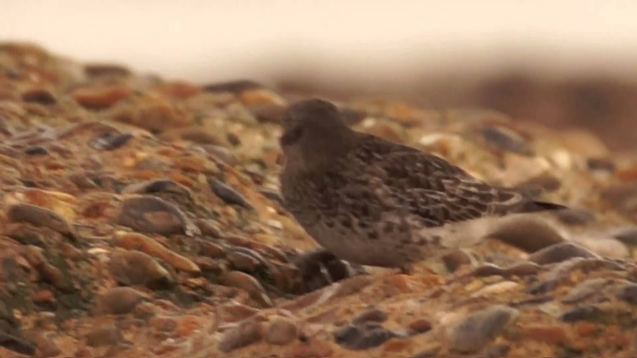 Purple Sandpiper 2 