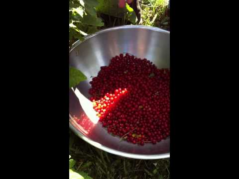 Video: When To Pour Boiling Water Over Currants? How To Pour It Over In Early Spring? Correct Watering. Why Treat Bushes? When To Spray Currants From Pests In The Moscow Region And The Ur