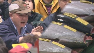 大間産マグロに過去最高3億円  豊洲市場で「初競り」