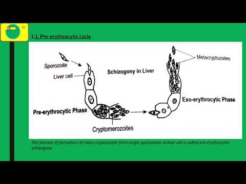 Video: Evidenza Di Malaria Submicroscopica Asintomatica In Aree A Bassa Trasmissione Nel Distretto Di Belaga, Divisione Kapit, Sarawak, Malesia