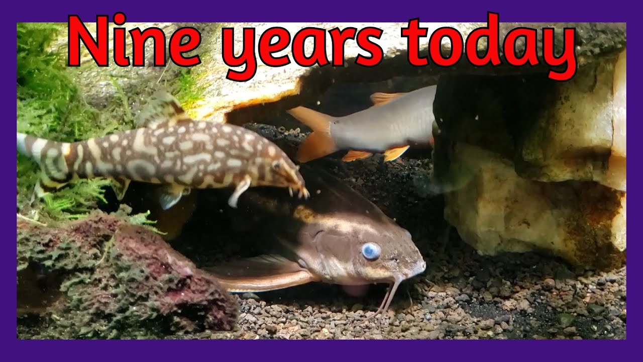 Anniversary Update On My Striped Raphael Catfish