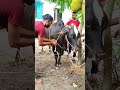 বৃষ্টিভেজা 'ঈদ মোবারক' 🌧️ Eid Mubarak  #cuteanimals #funny #cow #youtubeshorts #shortvideo
