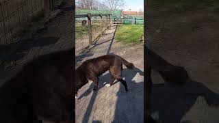 MALGA "L'INTROMBABILE": ANZIANA E DIFFICILE! www.pastoredellasiacentrale.com #canidaguardia