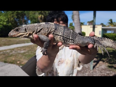 <strong>미국ep</strong>.18｜100미터 8초 뛰는 도마뱀 같이 뛰어서 맨손으로 잡기...