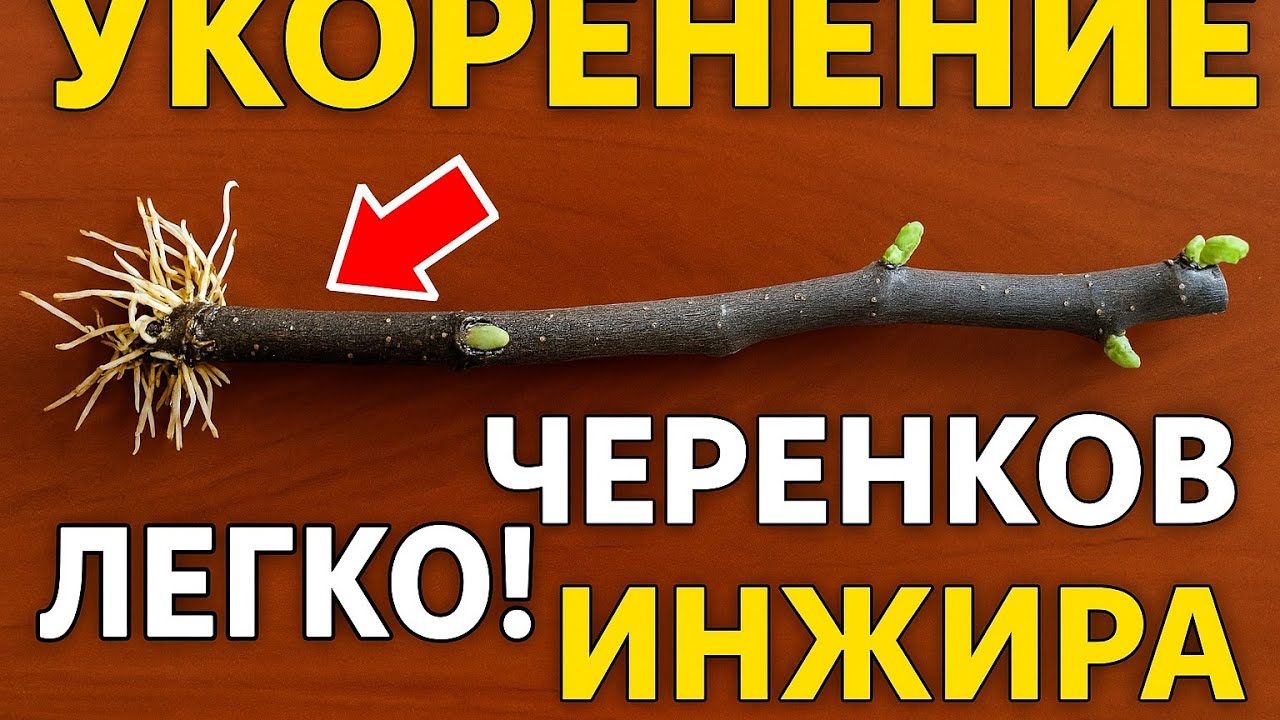 Как легко укоренить черенки инжира - 100% результат!