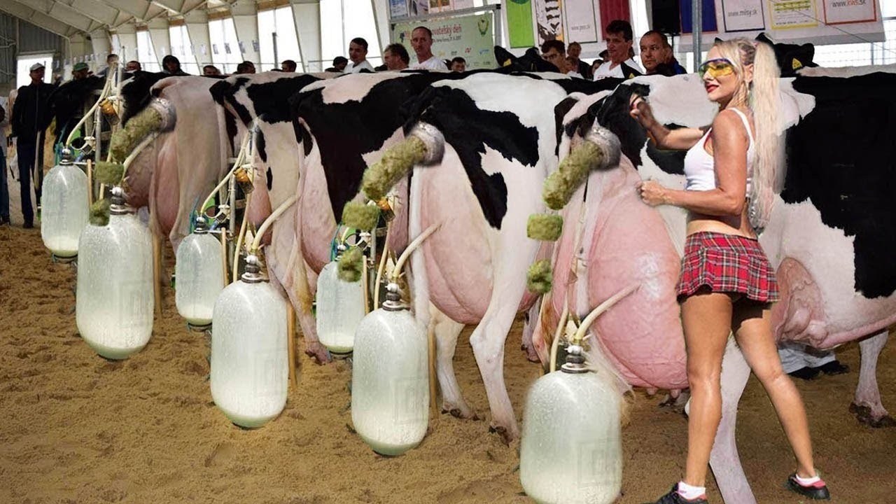 Pretty Girl Inside a Tractor Intelligent Technology Modern Cow Milking Hay Smart Farm