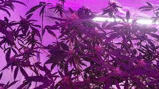 Seed to harvest update #22 using #Nukeheads and #Tnb 🚜🌱🌱