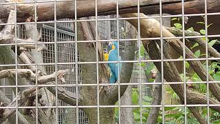 Papouščí ZOO Bošovice - 11.7.2021 - 110608