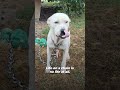 You Called Them Family. So Why Are They Chained Outside? 💔🐶