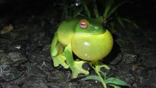 Comic Frog