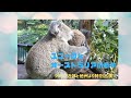 シドニー動物紀行『シドニー近郊と特別出演のオーストラリアの動物』