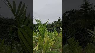 Future wife ke liye #tamul #funny #garden 🪏🫰 #garden