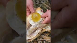 😱😱Golden giant clams, sparkling charming pearls