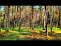 Escape the City with Forest Bird Sounds for Sleep and Meditation