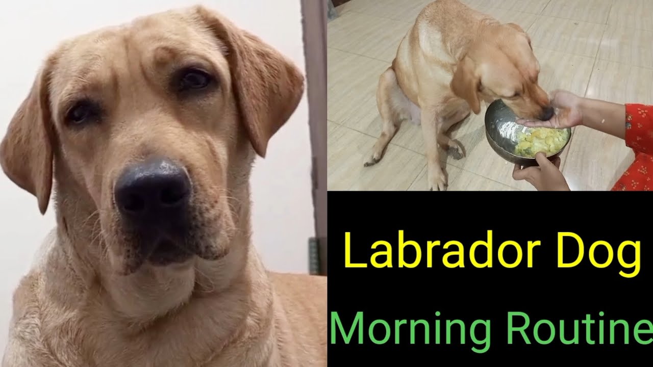 My Labrador Dog Zoe Morning Routine - YouTube