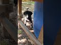 اليوم فقت لاقيت هاد بالزريعة Cat نحل العسل Kitten Dogs Dogshorts اليوم فقت لاقيت هاد بالزريعة Cat نحل العسل Kitten Dogs Dogshorts