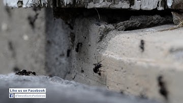 Identify A Carpenter Ant