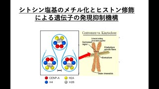 9 エピジェニティクな遺伝子発現制御 2