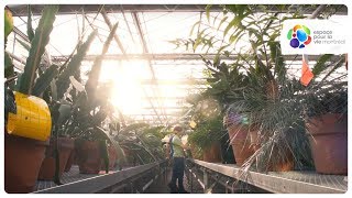 La Phytoprotection Dans Les Serres Du Jardin Botanique