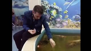 Кормление аквариумных рыб Кормление аквариумных рыб