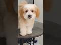 #pets#puppy#puppygrooming#doggroom#cute#maltipoo#hyderabadpets#petgrooming#cutedog#animals#dogcute
