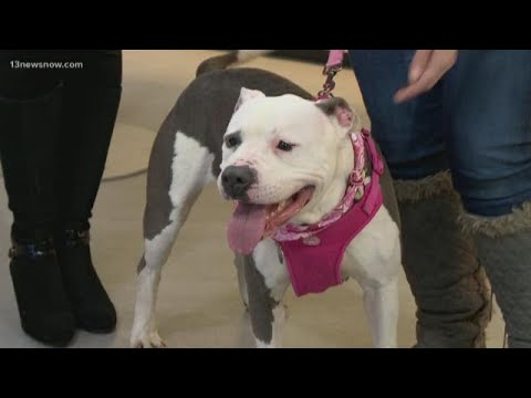 Shelter Sunday: Meet Shayla. She's at the Animal Aid Society in Hampton -  YouTube