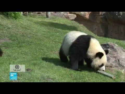 فيديو: معلومات زائر حديقة حيوان ممفيس