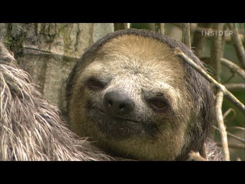 Video: L'animale più lento è il bradipo