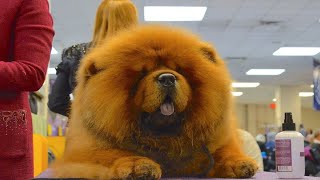 2024 dog show chow chow dog show | dog show 2024 by Dog Show World 1,094 views 2 years ago 3 minutes, 45 seconds